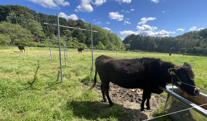 良い環境で育てられる和牛たち、牧場の見学も